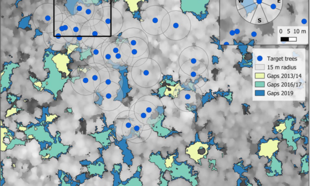 New publication on how canopy gap dynamics affect drought-induced defoliation in European beech