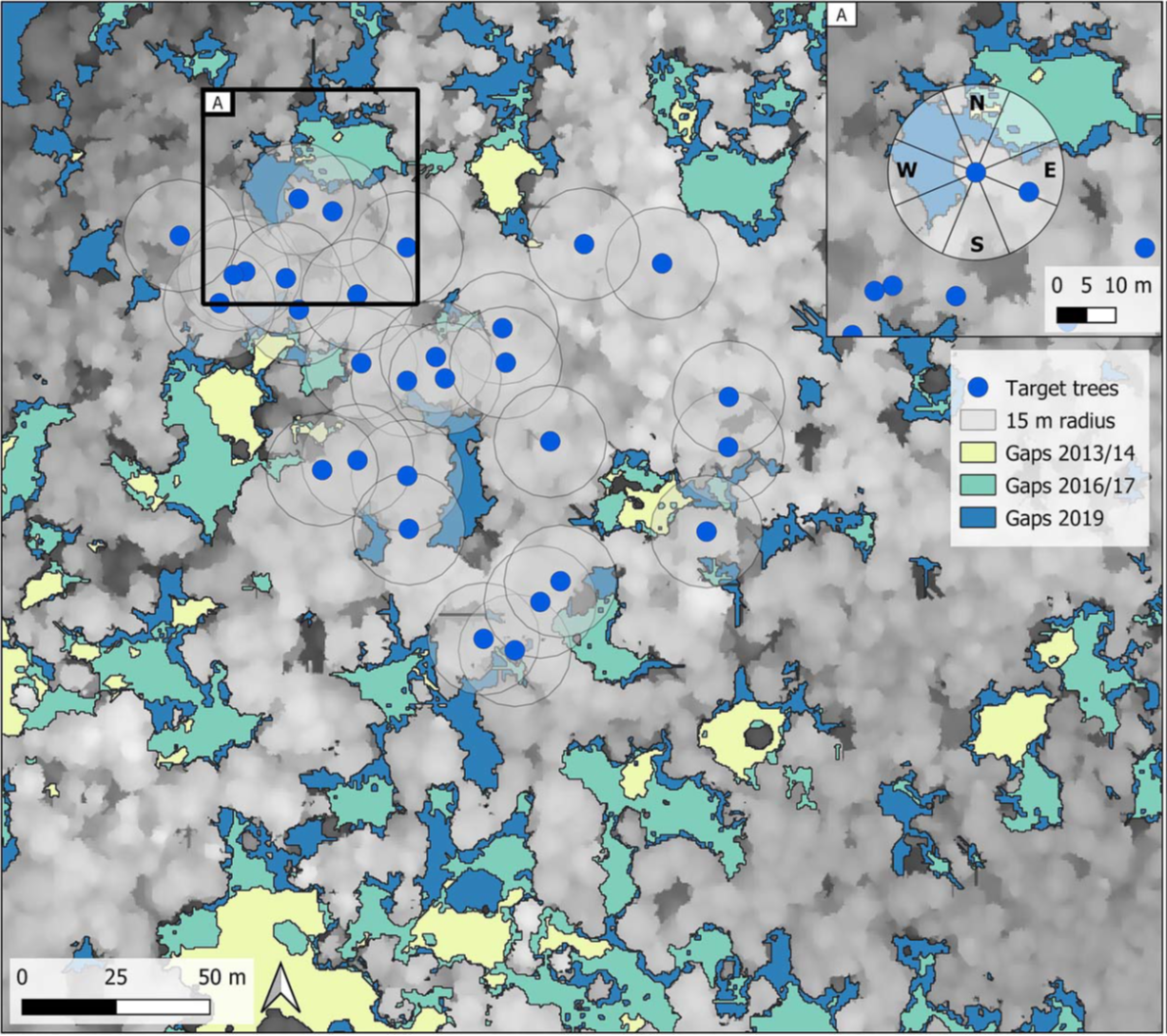 Earth Observation News - New publication on how canopy gap dynamics affect drought-induced defoliation in European beech