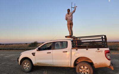 Night shifts with the black-footed cat: Jolien Grafe’s internship in Benfontein