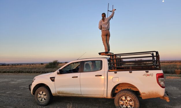 Night shifts with the black-footed cat: Jolien Grafe’s internship in Benfontein